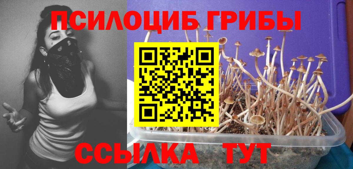 цена наркотик  Псилоцибиновые грибы Magic Shrooms  Вход с VPN  Губкин 